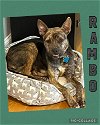 adoptable Dog in warwick, RI named Rambo (JB) in RI