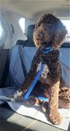 adoptable Dog in warwick, RI named JoJo (OS) aka Journey in RI