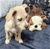 adoptable Dog in  named Siri (DLB) in RI