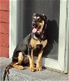adoptable Dog in  named Reesie in New England