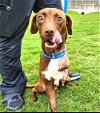 adoptable Dog in warwick, RI named Hershey AMC in RI