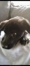adoptable Dog in , RI named Banks (MGO) in RI