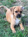 adoptable Dog in , RI named Otis (MGO) in RI