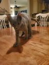adoptable Cat in , RI named Deacon (DK) in MS