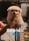 adoptable Dog in , RI named Bowie WWAS in RI