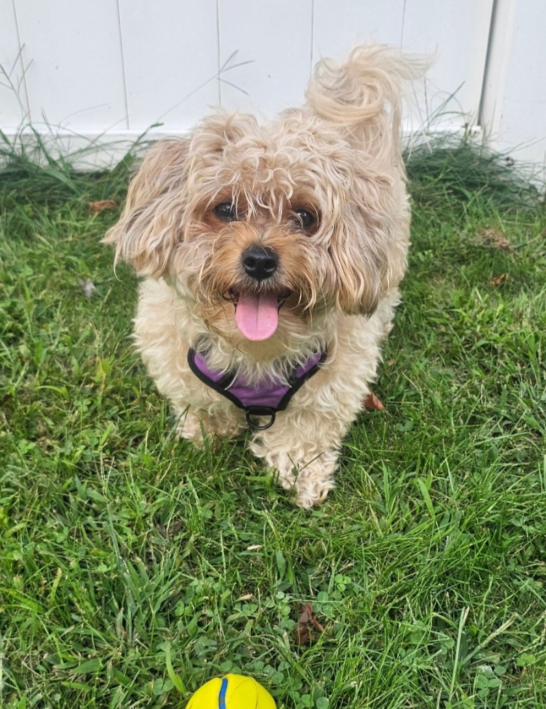 adoptable Dog in Warwick, RI named Rusty OS in RI