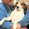 adoptable Dog in , RI named Copper MGO in MS Medical Hold