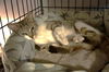 adoptable Cat in Warwick, RI named Mia KW in RI