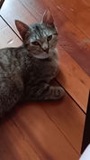 adoptable Cat in Warwick, RI named Molly KW in RI