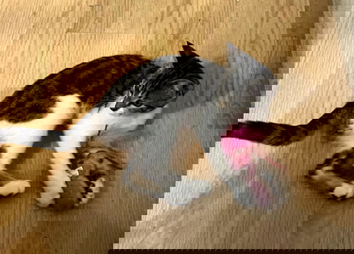 animal-image