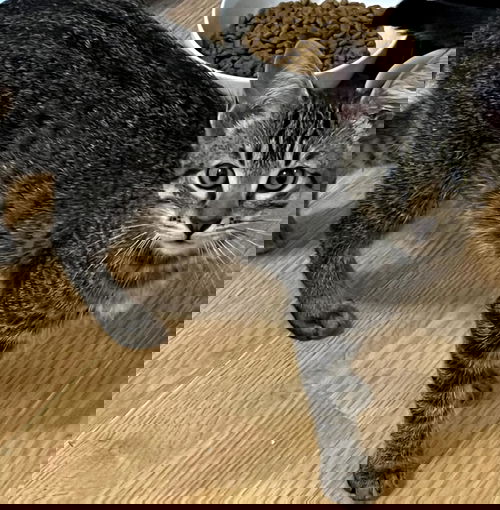animal-image
