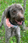 adoptable Dog in Warwick, RI named Dallas MGO in MS