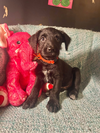 adoptable Dog in Warwick, RI named Bolt MGO in MS