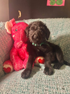 adoptable Dog in Warwick, RI named Beethoven MGO in MS