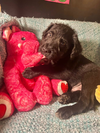 adoptable Dog in Warwick, RI named Toto MGO in MS