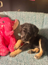 adoptable Dog in Warwick, RI named Shadow MGO in MS