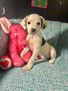 adoptable Dog in Warwick, RI named Snoopy MGO in MS