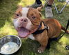 adoptable Dog in Warwick, RI named Triton OS in RI