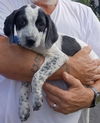 adoptable Dog in  named Domino MGO in MS