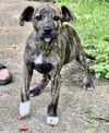 adoptable Dog in  named Oakley MGO in MS
