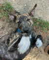 adoptable Dog in  named Oakley MGO in RI