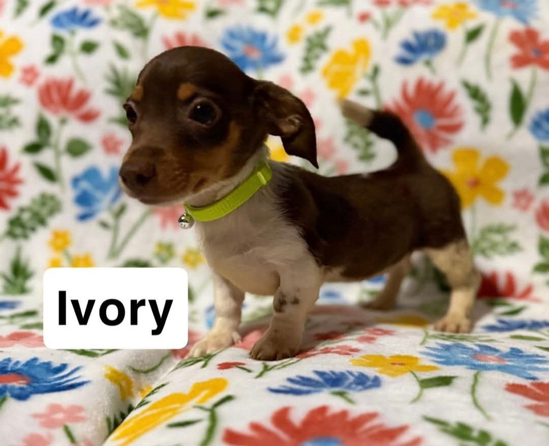 adoptable Dog in Warwick, RI named Ivory SS in MS