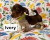 adoptable Dog in  named Ivory SS in MS