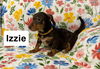 adoptable Dog in  named Izzie SS in MS