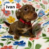 adoptable Dog in  named Ivan SS in MS