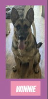 Winnie in RI - Courtesy Post - Photo 1