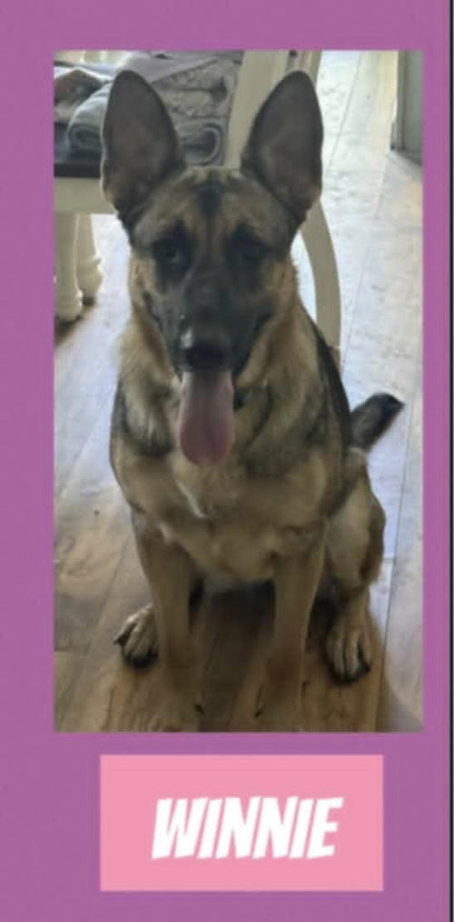 WINNIE IN RI - COURTESY POST - German Shepherd Dog available for adoption