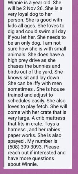 WINNIE IN RI - COURTESY POST - German Shepherd Dog available for adoption