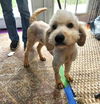 adoptable Dog in  named Benny SH in RI