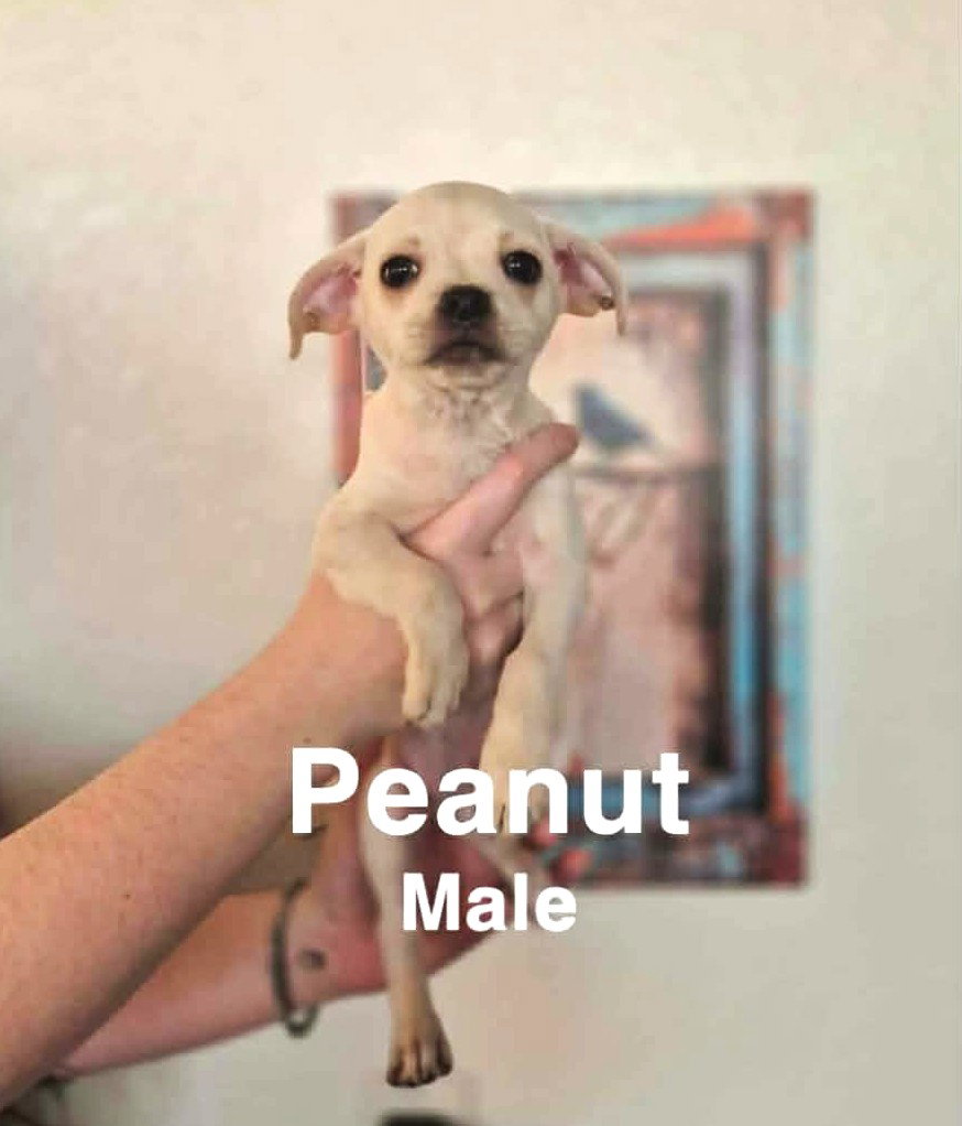 Peanut DLB in RI Image