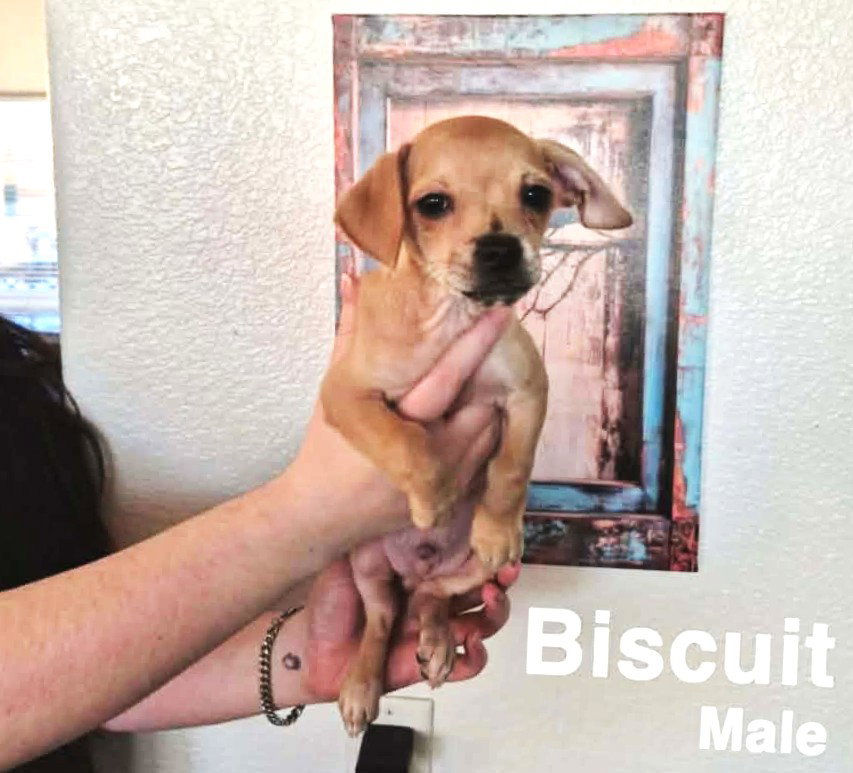 Biscuit DLB in RI Image