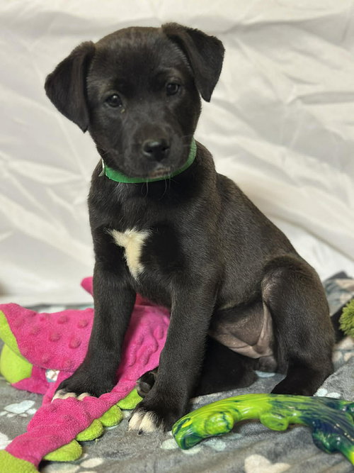 Lyn EG in RI, an adoptable Labrador Retriever in Coventry, RI
