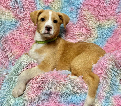Wish Bear EG in RI, an adoptable Labrador Retriever in Coventry, RI