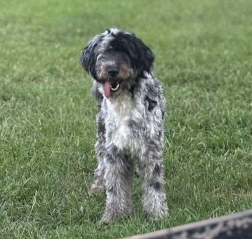 Duke SH in MS, an adoptable Poodle in Coventry, RI
