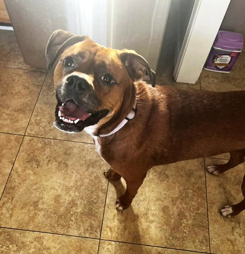 Maple JC in MS, an adoptable Boxer in Coventry, RI