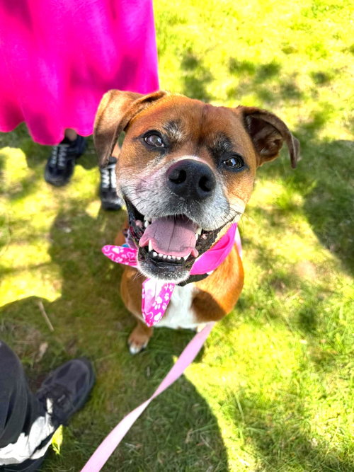 Maple JC in RI, an adoptable Boxer in Coventry, RI