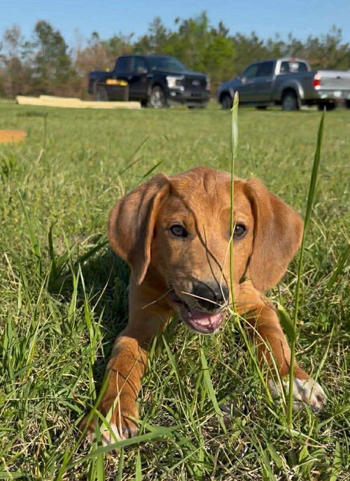 Daisy JM in RI, an adoptable Hound in Coventry, RI