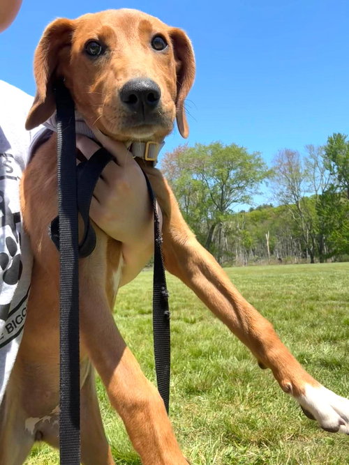 Daisy JM in RI, an adoptable Hound in Coventry, RI