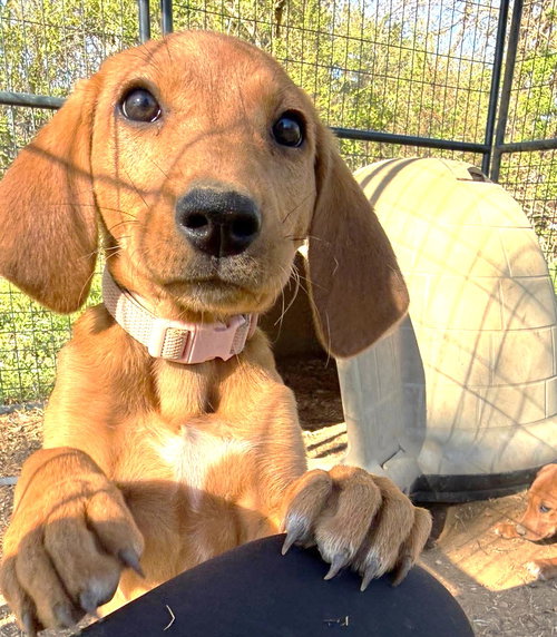 Rose JM in RI, an adoptable Hound in Coventry, RI