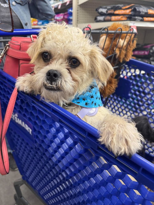Paul JB in RI, an adoptable Dandie Dinmont Terrier in Coventry, RI