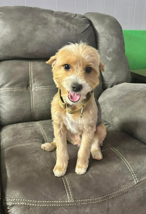 Sonny EG in RI, an adoptable Yorkshire Terrier Yorkie in Coventry, RI