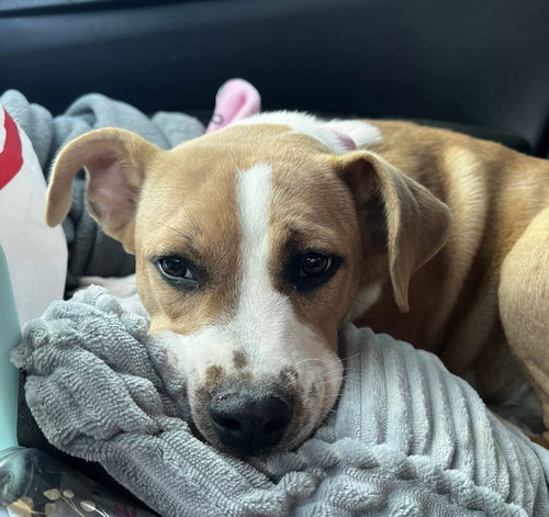 Fallon SS in MS, an adoptable Terrier in Coventry, RI