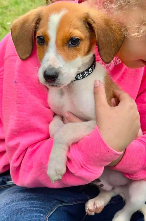 Dale EG in MS, an adoptable Beagle in Coventry, RI