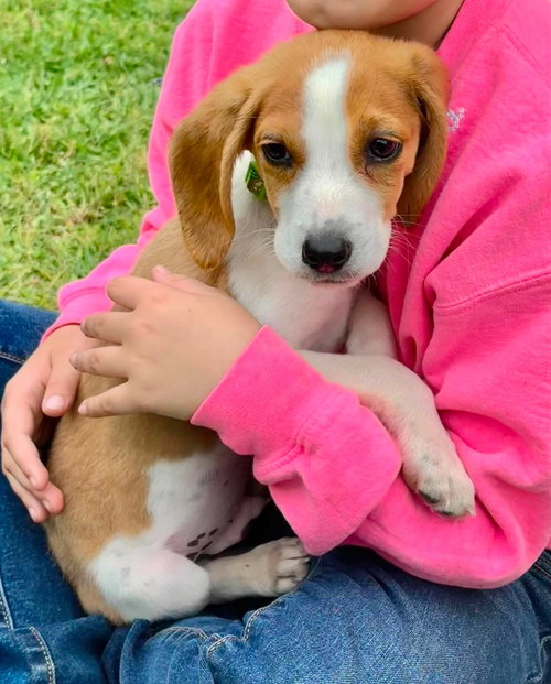 Chip EG in MS, an adoptable Beagle in Coventry, RI