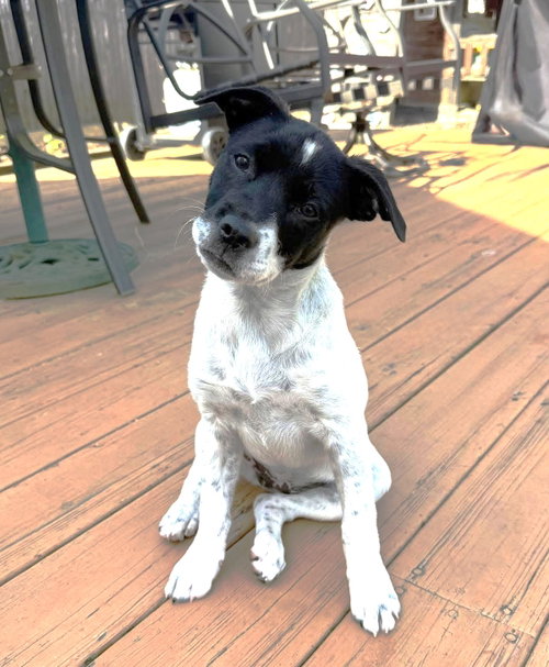 Rizzo MGO in RI, an adoptable Jack Russell Terrier in Coventry, RI