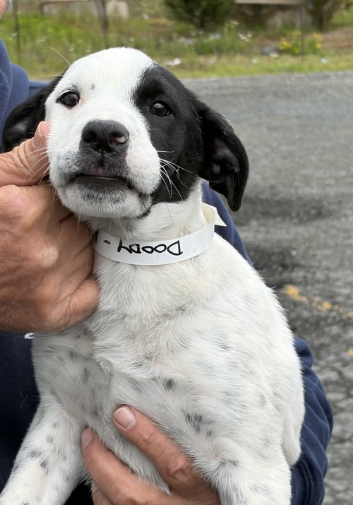 Doody MGO in RI